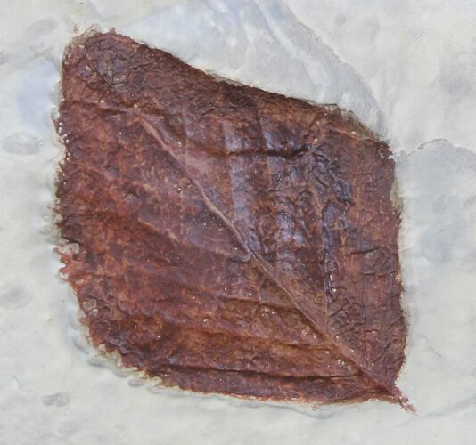 Fossil Leaf (Beringiaphyllum) - Montana #37213